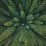 Comment certifier son bois : panoramas des labels de gestion forestière responsable pour acheter en confiance