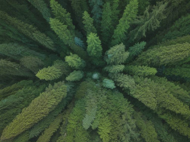 Comment certifier son bois : panoramas des labels de gestion forestière responsable pour acheter en confiance