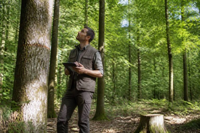 Forestier métier : missions, compétences et perspectives d’un professionnel de la forêt