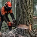 Bûcheron métier : tout savoir sur ce métier de la forêt et du bois