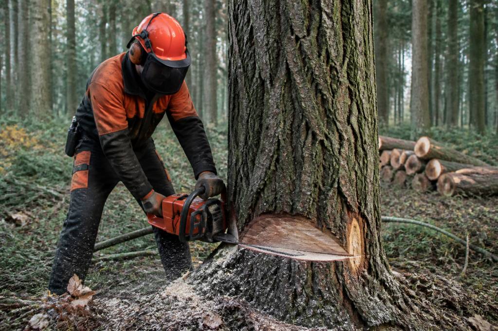 Bûcheron métier : tout savoir sur ce métier de la forêt et du bois