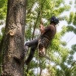 Formation arboriste grimpeur : compétences, débouchés et conseils pour se lancer
