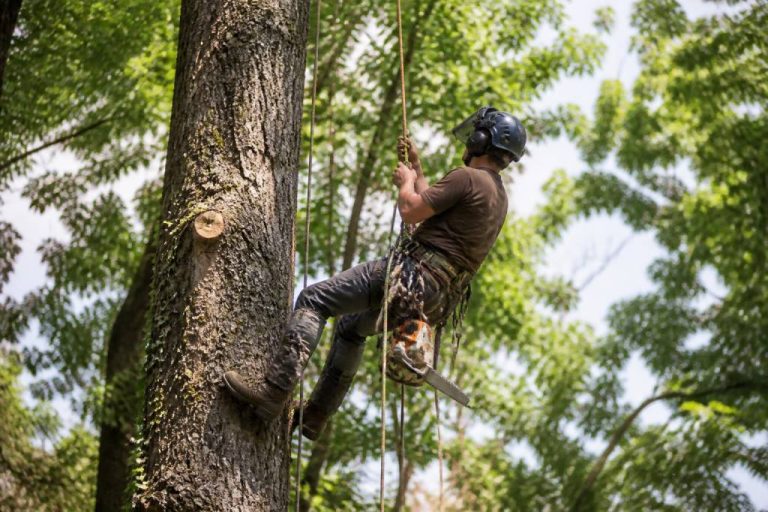 Formation arboriste grimpeur : compétences, débouchés et conseils pour se lancer