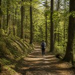 Balade en forêt : conseils, bienfaits et idées d’itinéraires nature