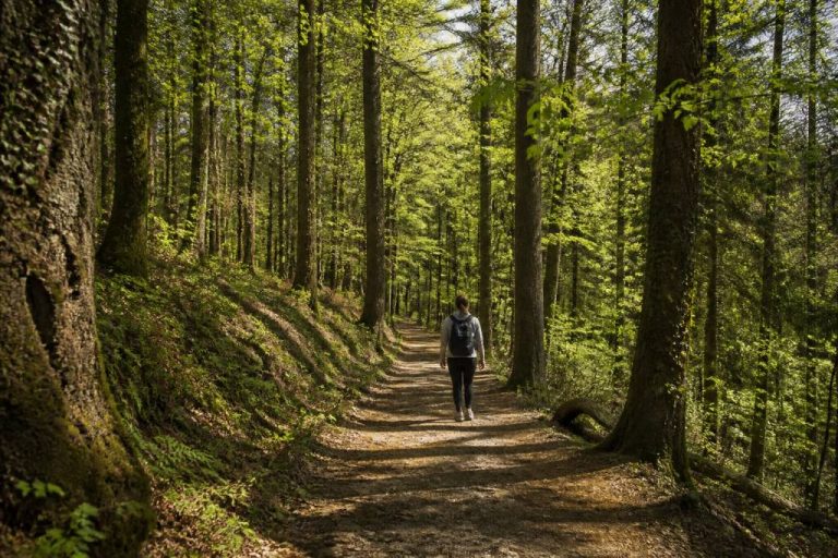 Balade en forêt : conseils, bienfaits et idées d’itinéraires nature