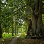 Arboretum des Bordins : visite, arbres remarquables et patrimoine forestier