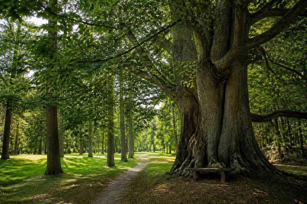 Arboretum des Bordins : visite, arbres remarquables et patrimoine forestier