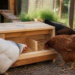 Fabriquer une mangeoire poule en bois : guide simple et durable