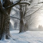 Arbres en hiver : comprendre leur résistance et bien les protéger