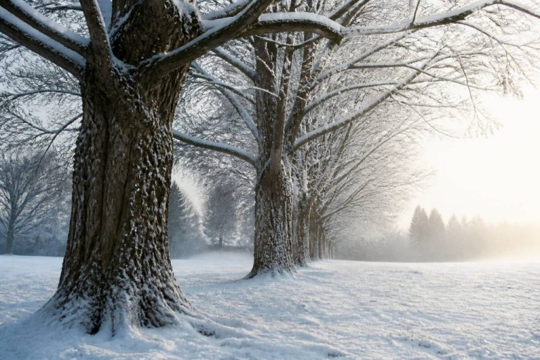 Arbres en hiver : comprendre leur résistance et bien les protéger