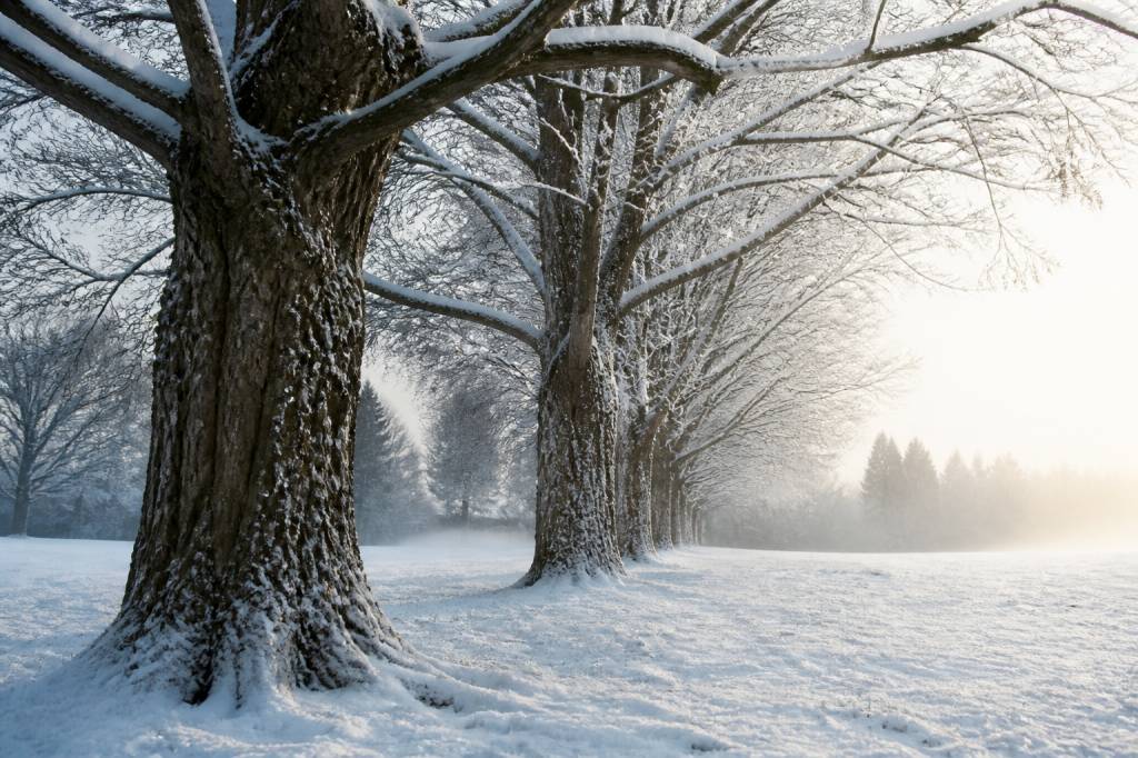 Arbres en hiver : comprendre leur résistance et bien les protéger