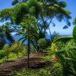 Arbres à la Réunion : espèces, plantation et entretien
