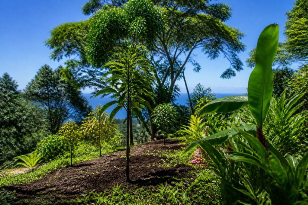 Arbres à la Réunion : espèces, plantation et entretien