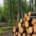 Bois sur pied : prix, vente et conseils pour acheter au meilleur moment
