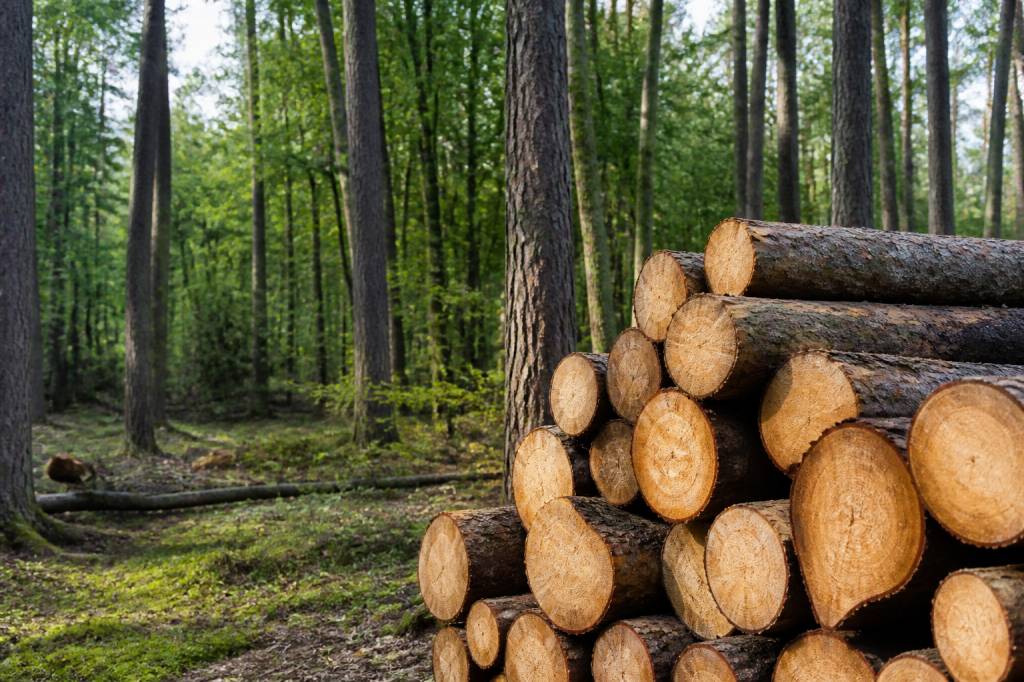 Bois sur pied : prix, vente et conseils pour acheter au meilleur moment