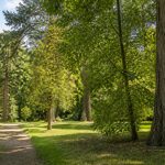 Arboretum de Pézanin : visite, histoire et arbres remarquables