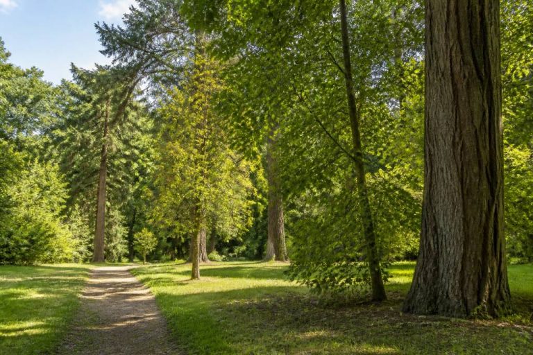 Arboretum de Pézanin : visite, histoire et arbres remarquables