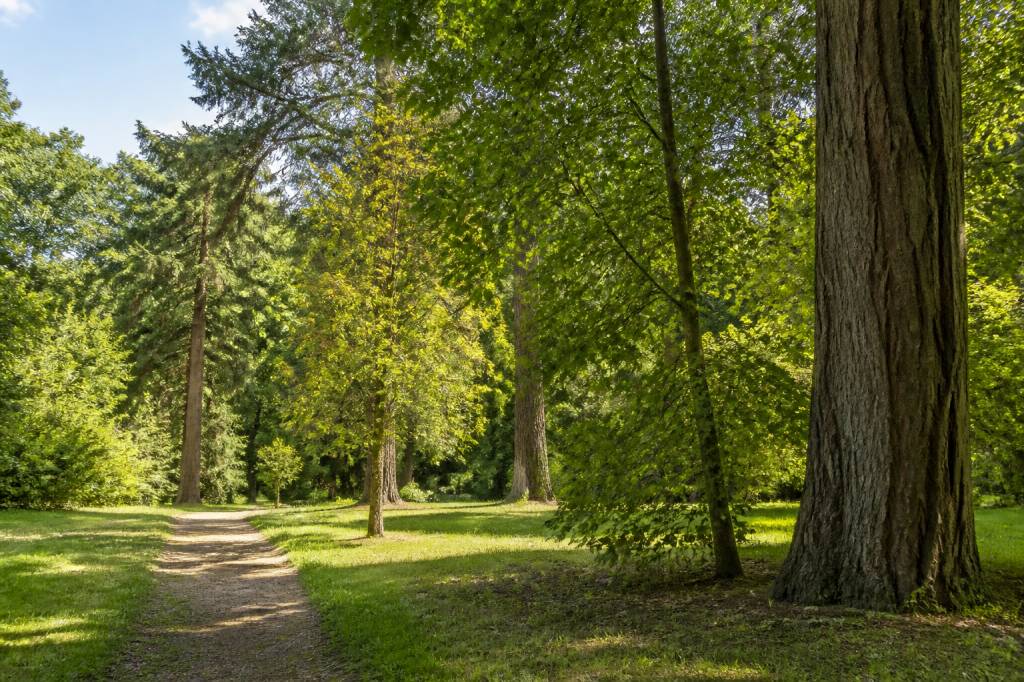 Arboretum de Pézanin : visite, histoire et arbres remarquables