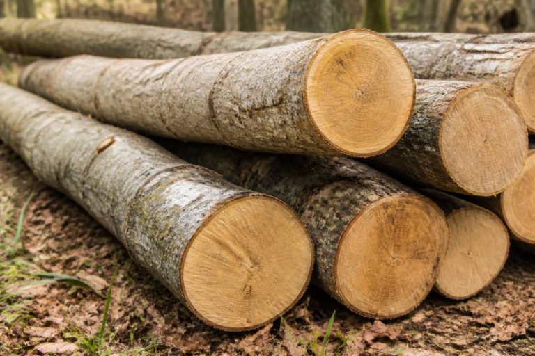 Bois le charme : propriétés, usages et conseils d’achat