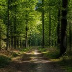 Forêts en île-de-France : guide des plus belles forêts et massifs boisés