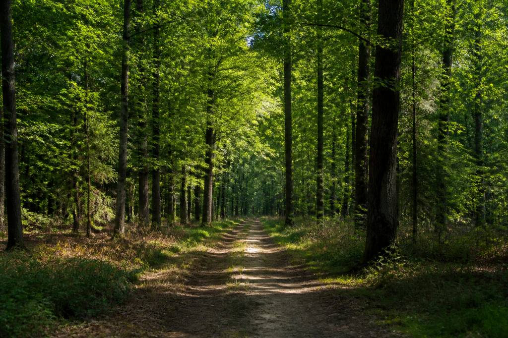 Forêts en île-de-France : guide des plus belles forêts et massifs boisés