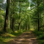 Forêt de Villefermoy : tout savoir sur ce massif forestier en Seine-et-Marne