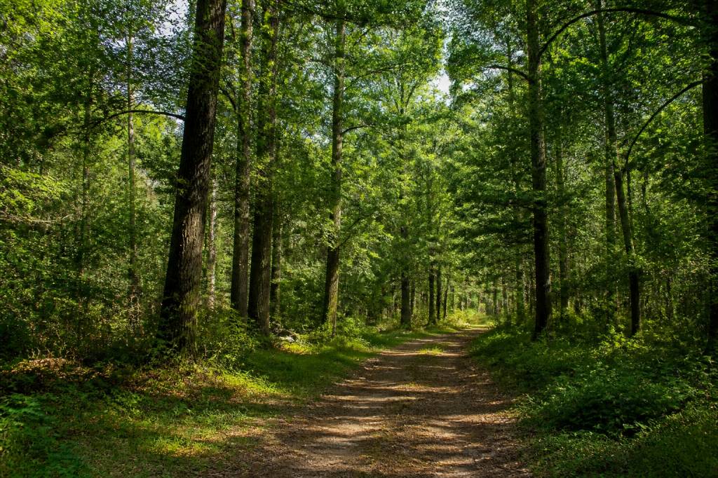 Forêt de Villefermoy : tout savoir sur ce massif forestier en Seine-et-Marne