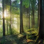 La foret bouge : comprendre les mouvements de la forêt et leurs impacts sur le bois