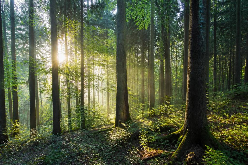 La foret bouge : comprendre les mouvements de la forêt et leurs impacts sur le bois