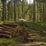 Gestion des forêts : méthodes, enjeux et bonnes pratiques pour une exploitation durable