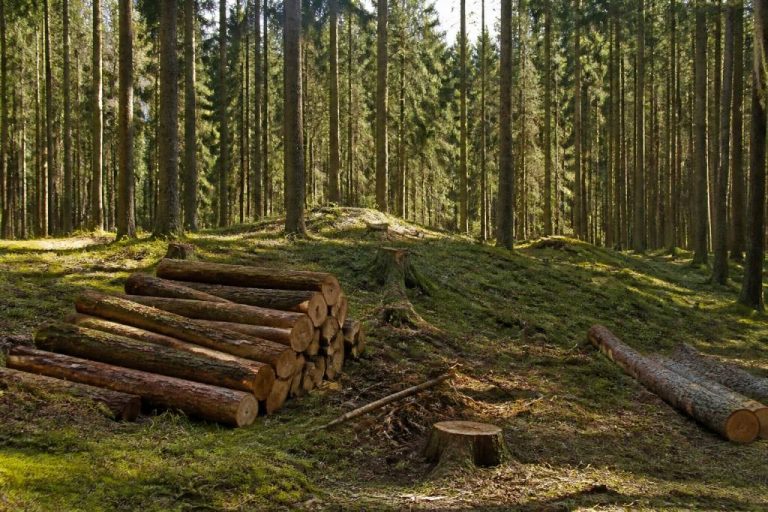Gestion des forêts : méthodes, enjeux et bonnes pratiques pour une exploitation durable