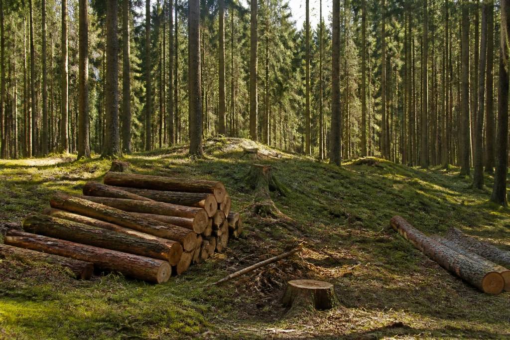 Gestion des forêts : méthodes, enjeux et bonnes pratiques pour une exploitation durable
