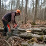 Affouage définition : tout savoir sur cette pratique forestière de bois de chauffage