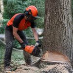 Arbre couper : comment couper un arbre en toute sécurité chez soi