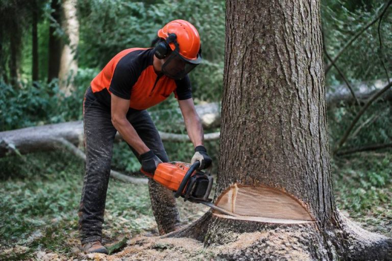 Arbre couper : comment couper un arbre en toute sécurité chez soi