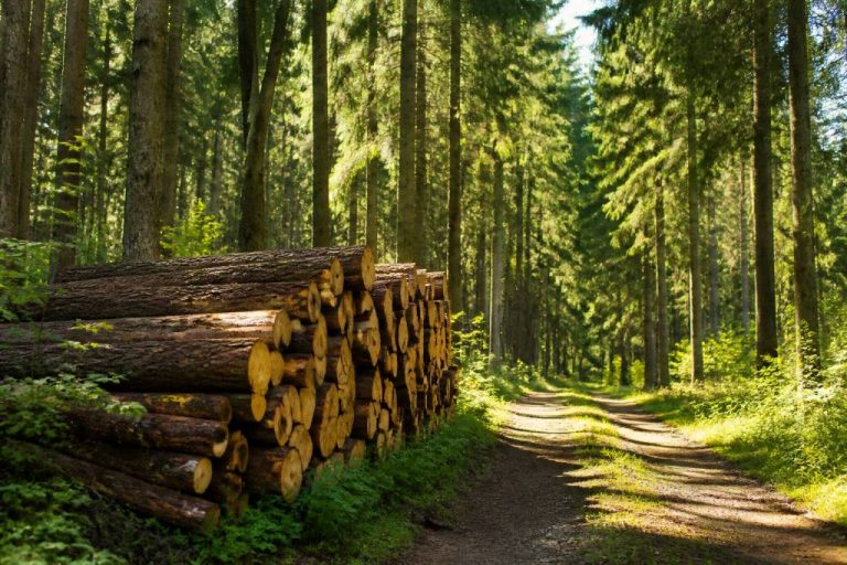 France bois et foret : ressources, usages et enjeux du secteur bois en France