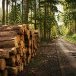 Énergie forestière : usages, avantages et enjeux pour la maison et la construction