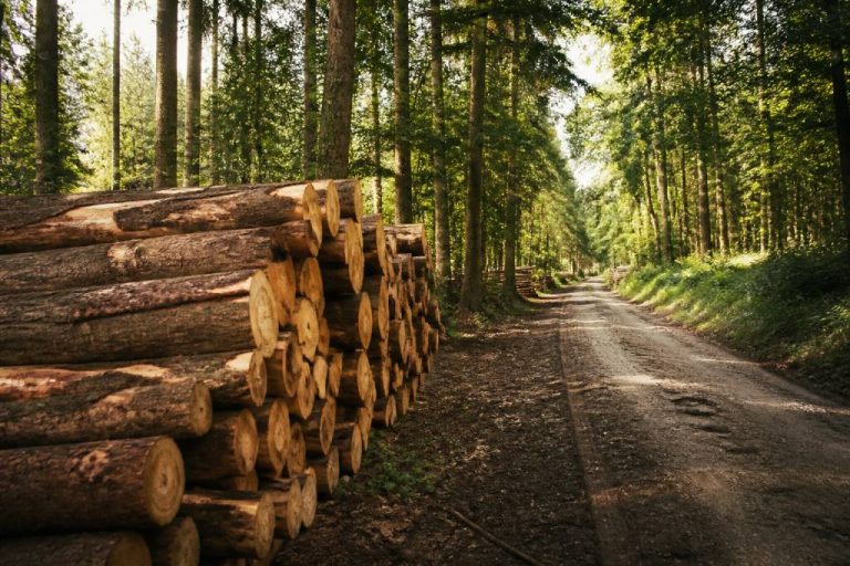 Énergie forestière : usages, avantages et enjeux pour la maison et la construction