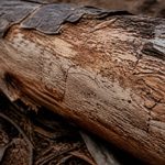 Bois scolyté : usages, risques et valorisation en construction et en forêt