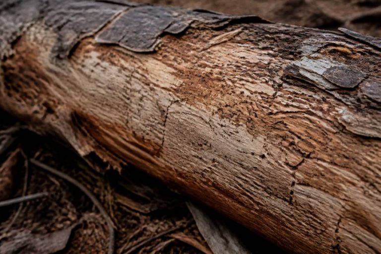 Bois scolyté : usages, risques et valorisation en construction et en forêt