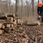 Affouage : comment en profiter pour se chauffer au bois efficacement