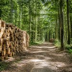 Bois onf : comprendre son rôle dans la gestion forestière et l’approvisionnement durable
