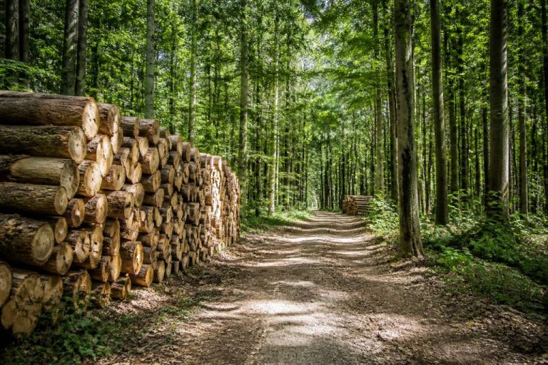 Bois onf : comprendre son rôle dans la gestion forestière et l’approvisionnement durable