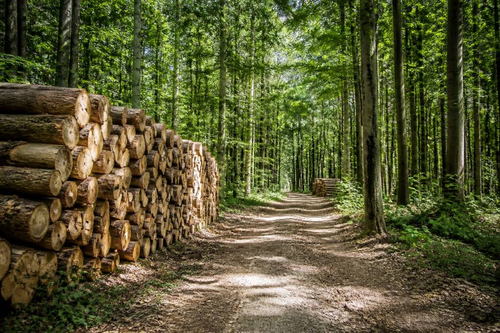 Bois onf : comprendre son rôle dans la gestion forestière et l’approvisionnement durable
