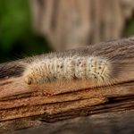 Bombyx chenille : comment la reconnaître et protéger le bois et le jardin