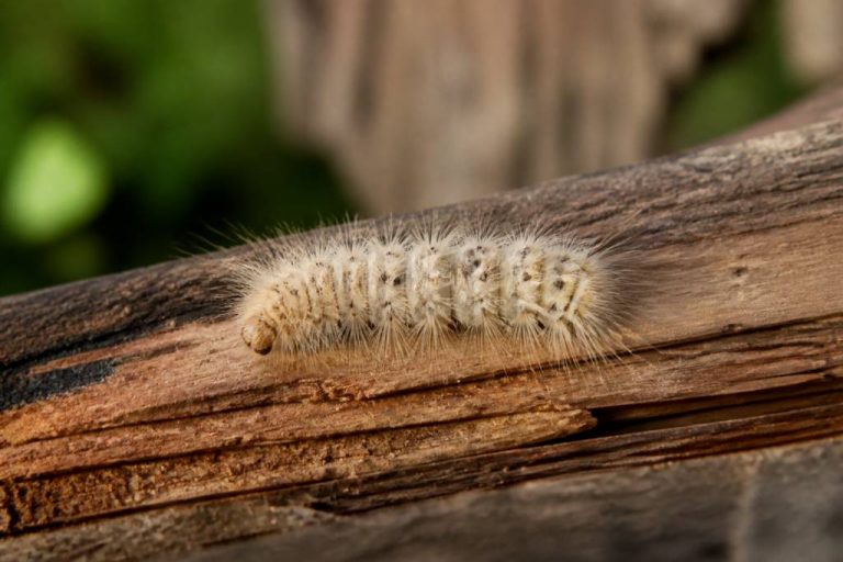 Bombyx chenille : comment la reconnaître et protéger le bois et le jardin
