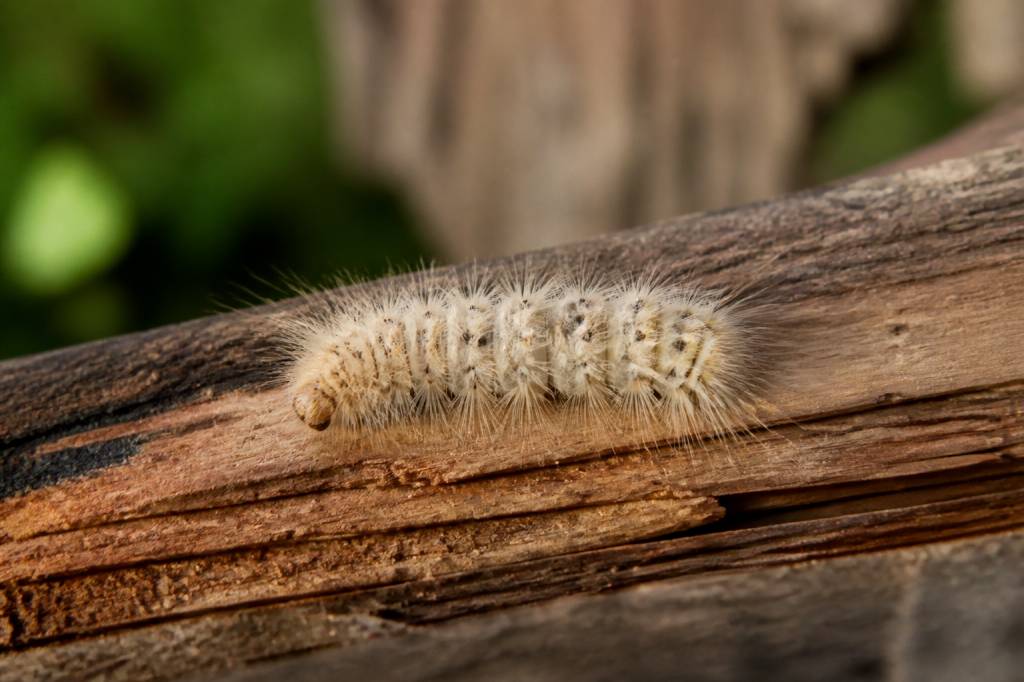 Bombyx chenille : comment la reconnaître et protéger le bois et le jardin