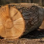 Grume de chêne : comment choisir un bois de qualité pour vos projets ?