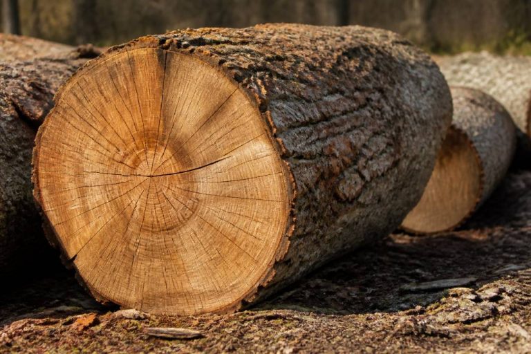 Grume de chêne : comment choisir un bois de qualité pour vos projets ?