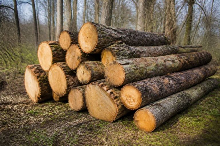 Grume de bois : usages, prix et conseils pour bien la choisir